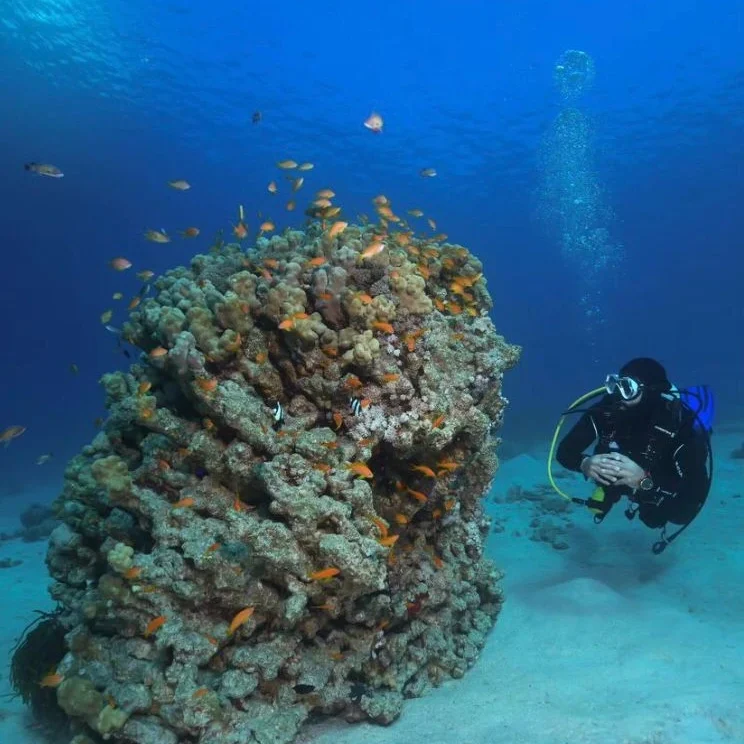 coral reef site