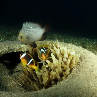 fishes-and-marine-life