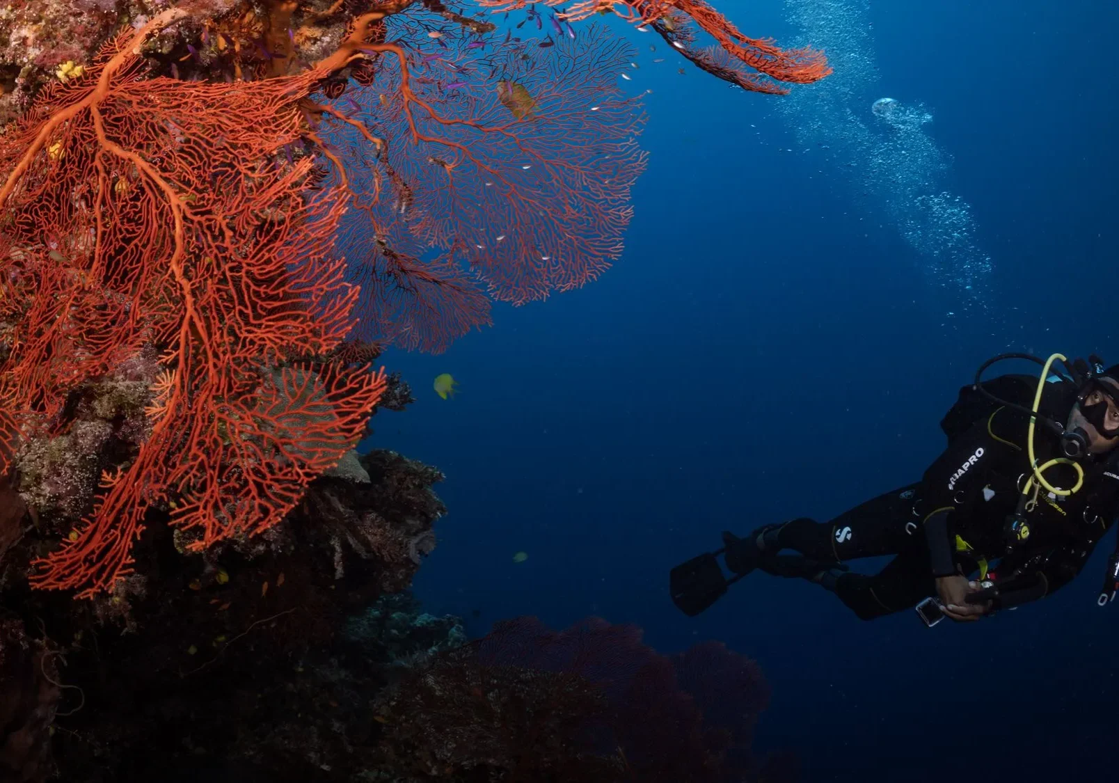 Advanced diver exploring a vibrant red sea fan coral while scuba diving in Aqaba