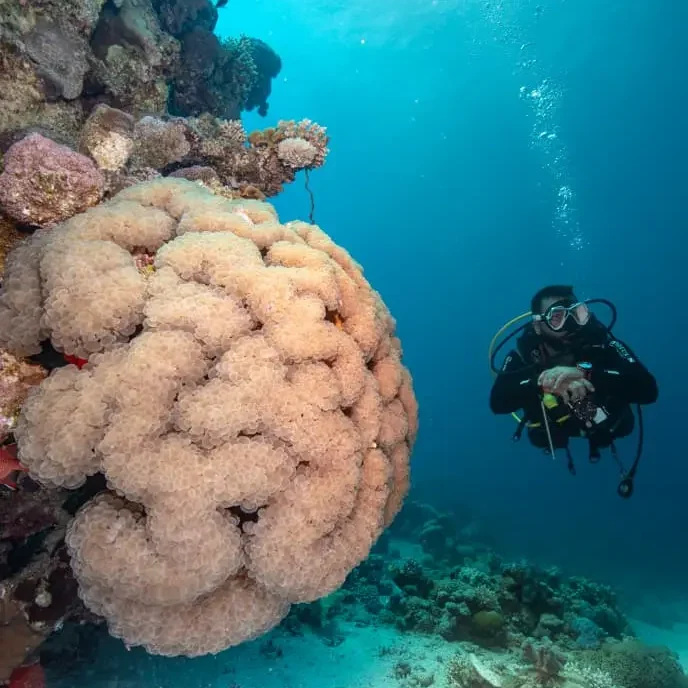 coral reef coral reef