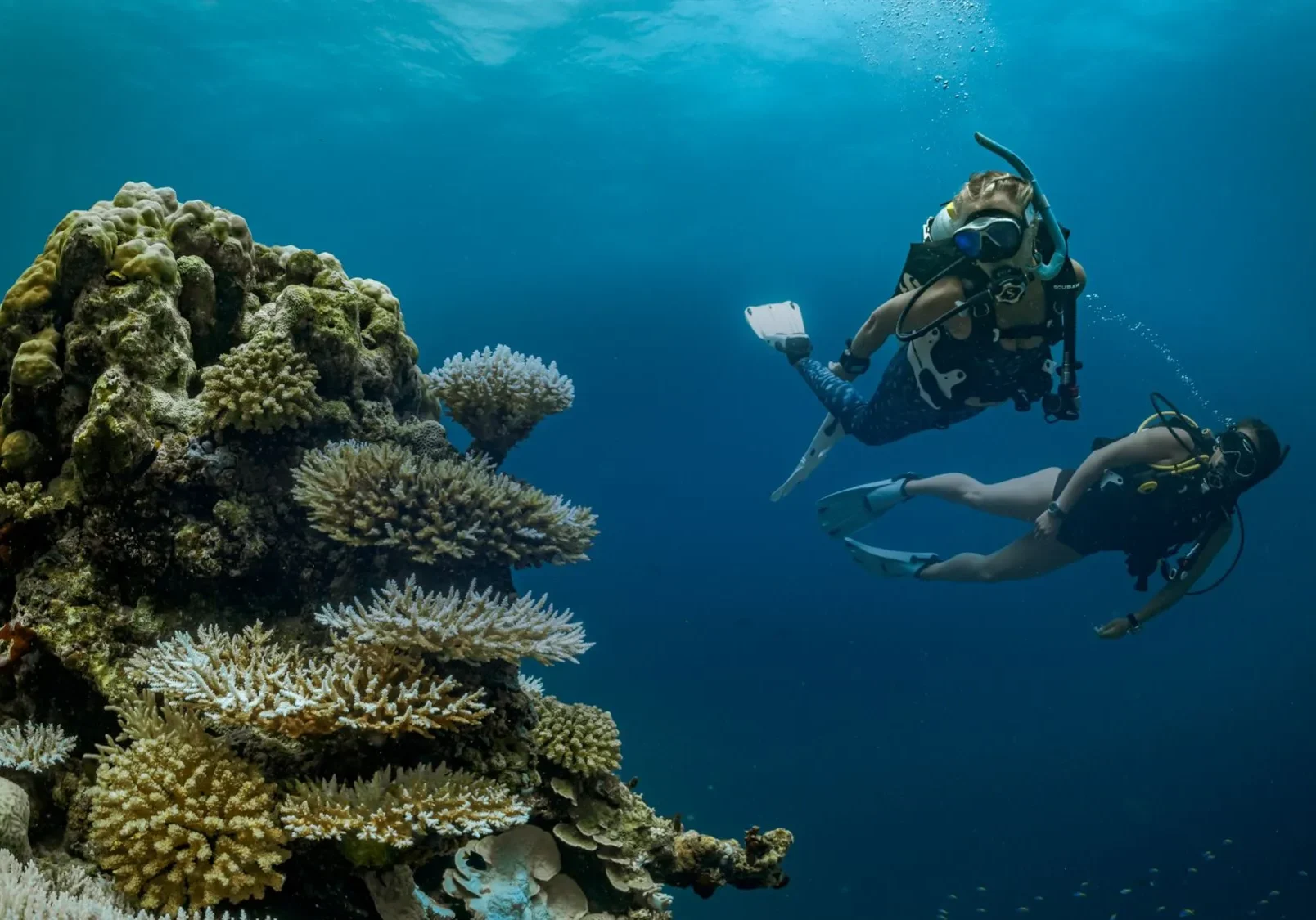 reef dive redsea