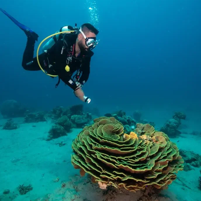 reef site reef site