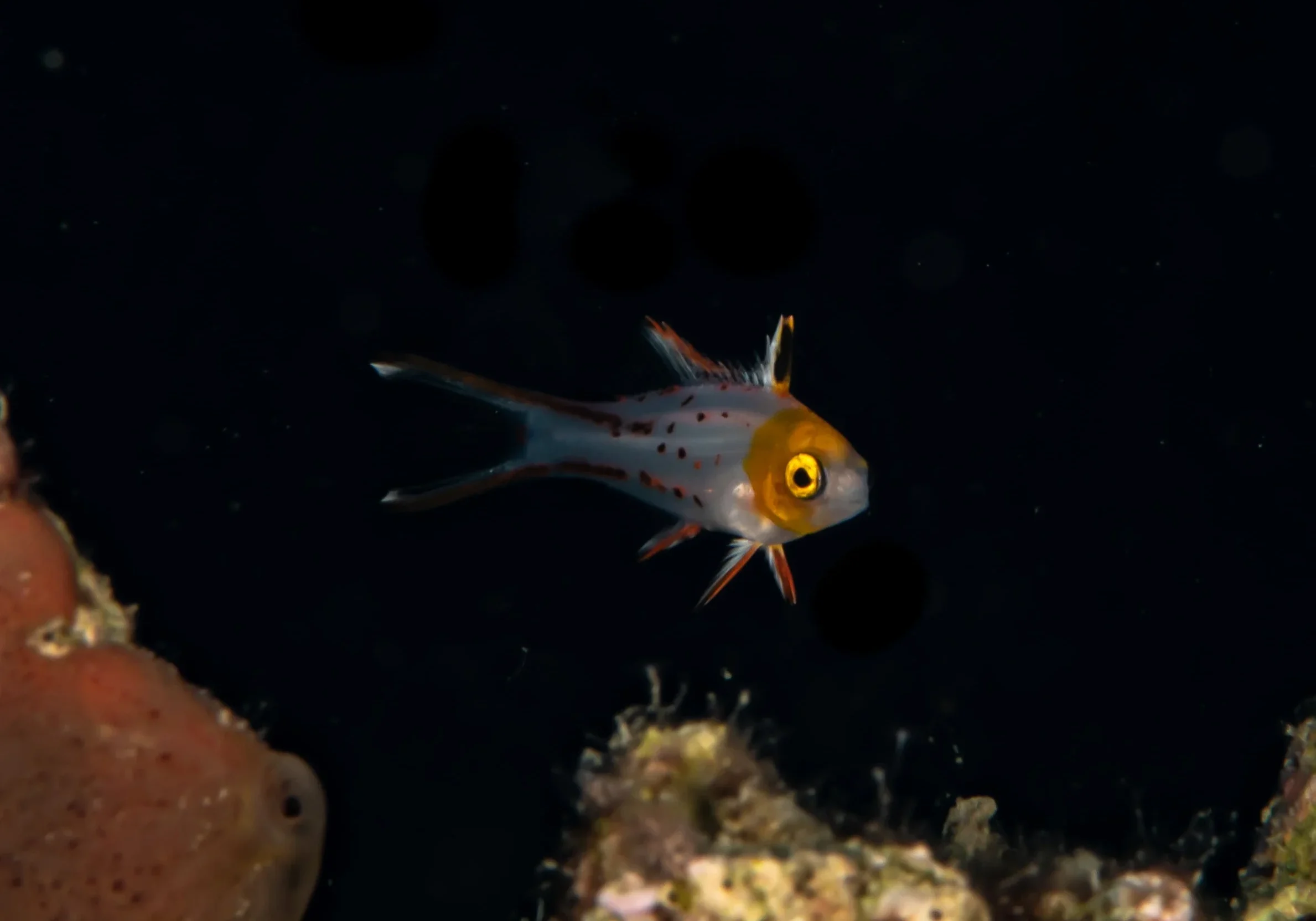 the-lyretail-hogfish the-lyretail-hogfish
